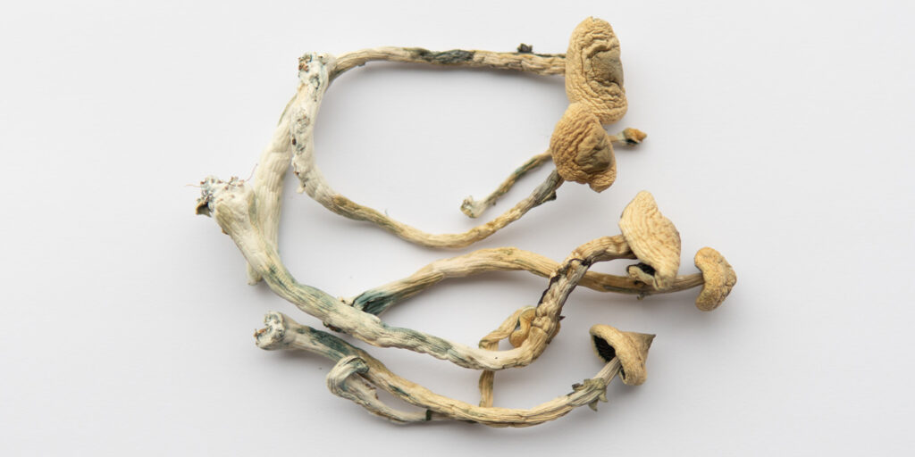 psilocybin magic mushrooms