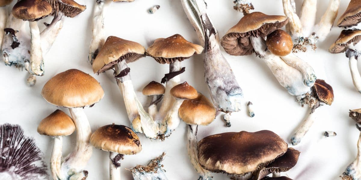 magic mushrooms and mental health